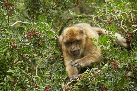 Close up of the Barbary Macaque monkey of Gibraltar Stock Photos