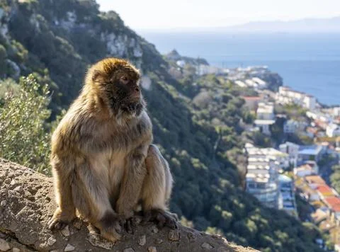 A close-up of Barbary Macaque monkey in the Upper Rock Nature Reserve of Stock Photos