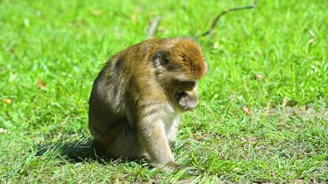 A close up of a Barbary Macaque playing on the grass Video stock 128314669