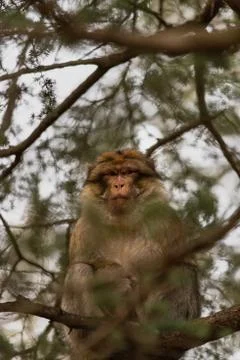Close-up of a barbary macaque resting on a tree branch, in Cedre Gouraud Fore Stock Photos