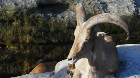 Close up of a barbary sheep Stock Footage 132392406