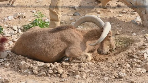 A Close-up of a Barbary Sheep sitting in the sand and rocks (Ammotragus lervia). Stock Footage 105950003