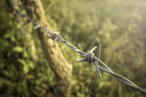 Close up barbed wire with dramatic tone green background . Stock Photos