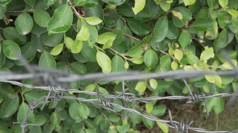 Close up of barbed wire panning from right to left Stock Footage 109374757