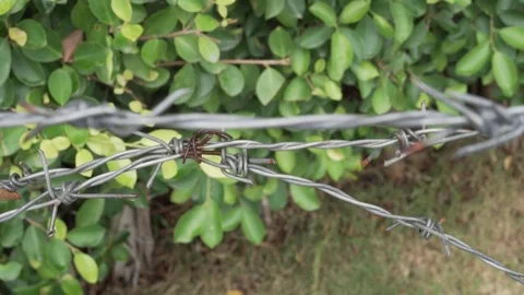 Close up of barbed wire panning from right to left Stock Footage 109380633