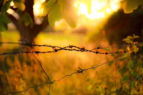 Close up of Barbed Wire 스톡 사진