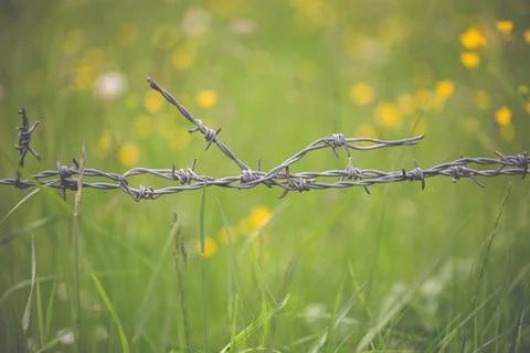 Close up of a barbed wire with a soft background Stock Photos