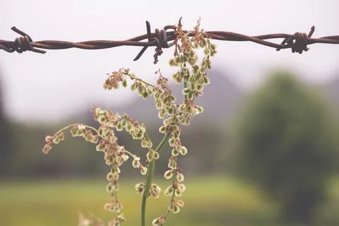 Close up of a barbed wire with a soft background Stock-Fotos