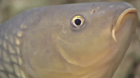 Close-up of a barbel #2 Stock Footage 48143574