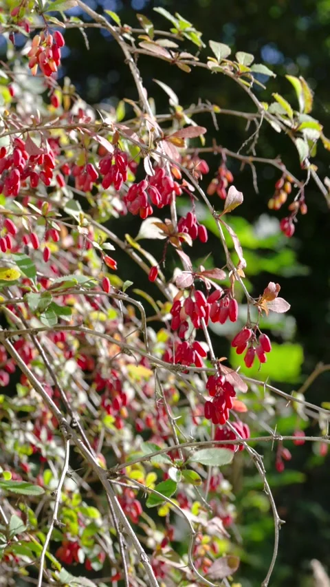 Close-up of barberry shrub branches with clustered red berries gently swaying un Stock Footage 345677548