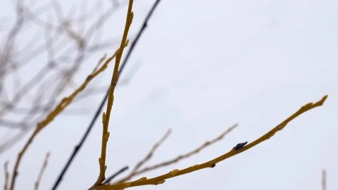 Close up of a bare branch in winter at Alta, Utah, Little Cottonwood Canyon. Stock Footage 122142720