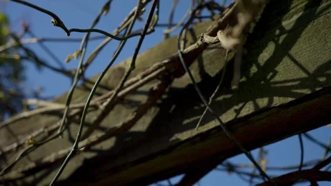 Close-up of Bare Branches Against Clear Blue Sky Video stock 256955250