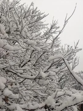 Close Up of Bare Branches Covered in Thick Snow Fotos de archivo