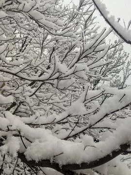 Close Up of Bare Branches Covered in Thick Snow Fotos de archivo