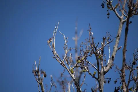 Close-up of Bare Branches Stock Photos