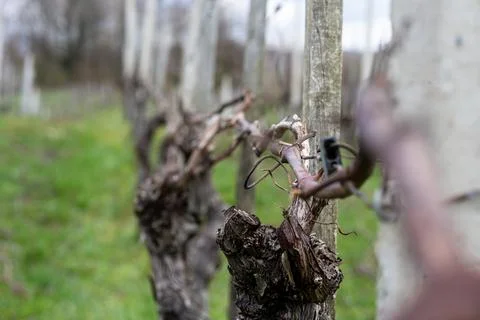 Close-up of bare grapevines during winter dormancy in vineyard Foto stock