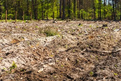 A close-up of the bare ground in a cleared section of the forest Stock Photos