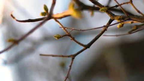 Close up bare tree branch buds close up stock footage Stock Footage 237453442