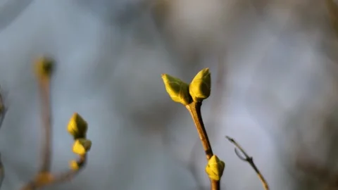 Close up bare tree branch buds close up stock 4k footage Stock Footage 237453516