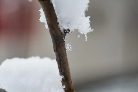 Close-up of a bare tree branch covered with fresh white snow during winter Stock Photos