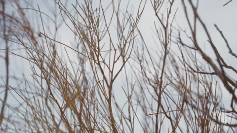 Close-up of bare tree branches against a cloudy sky 動画素材 339074733