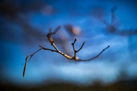 Close Up of Bare Tree Branches and Stems in Winter Stock Photos