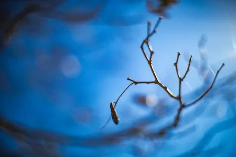 Close Up of Bare Tree Branches and Stems in Winter Stock Photos