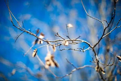 Close Up of Bare Tree Branches and Stems in Winter Stock Photos