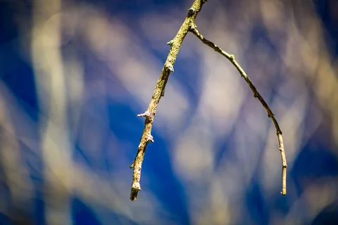 Close Up of Bare Tree Branches and Stems in Winter Stock Photos