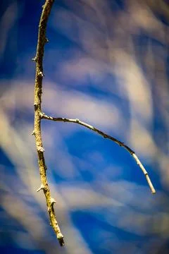 Close Up of Bare Tree Branches and Stems in Winter Stock Photos