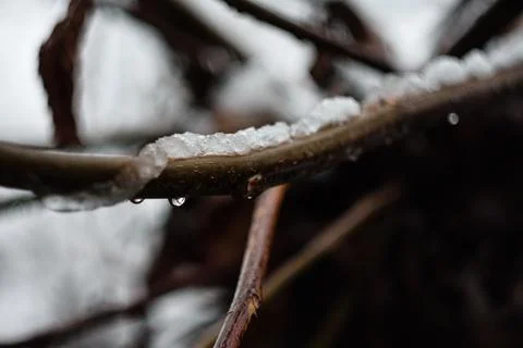 Close-up of bare tree branches covered in fresh white snow and melting wate.. Stock Photos