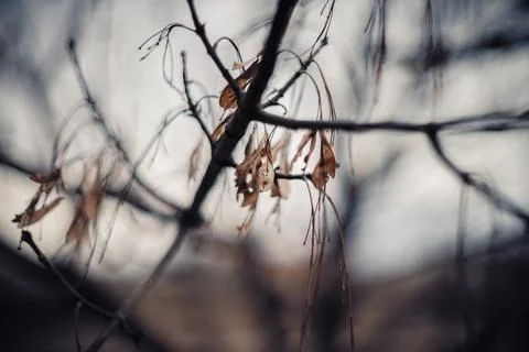 Close-up of bare tree branches with dry leaves during late autumn season Stock Photos