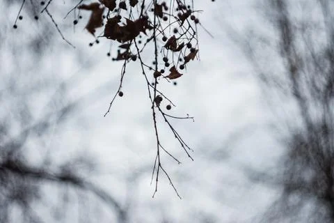 Close-up of bare tree branches with dry brown leaves and small dark berries.. Stock Photos