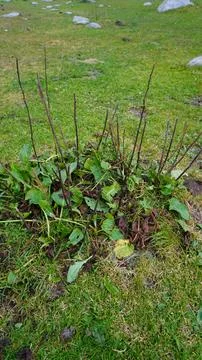 Close-up of bare tree branches emerging from green grass, gray rocks, cold. Stock Photos