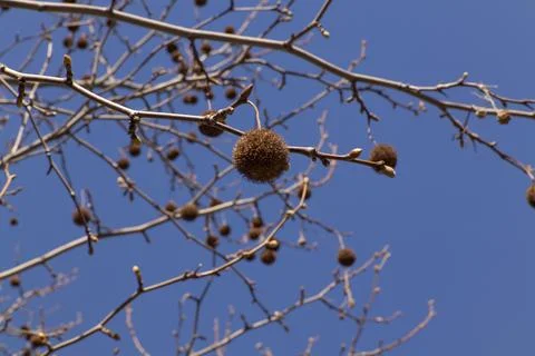 A close-up of bare tree branches with round seed pods against a clear blue .. Stock Photos