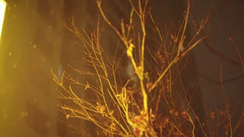 Close-up of Bare Tree Branches Silhouetted by Warm Streetlight at Night Vídeos de archivo 337409615