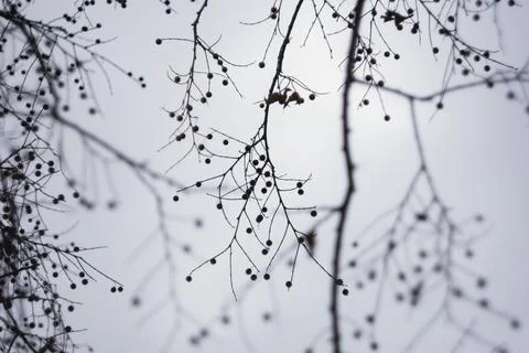 Close-up of bare tree branches with small round berries against a pale sky Stock Photos