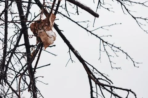 Close-up of bare tree branches with withered brown leaves during cold winte.. Stock Photos