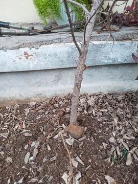 Close-up of bare tree trunk in dry cracked soil with fallen leaves 스톡 사진