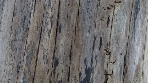 Close up on bare tree trunk at a forest. No bark. Natural light. Stock Footage 310259789