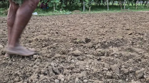 Close Up Of Barefoot Farmer Leveling Loose Plowed Soil With Feet 動画素材 336647402