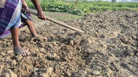 Close Up Of Barefoot Farmer Muddy Feet Preparing Soil Bangladesh Stock Footage 339640652