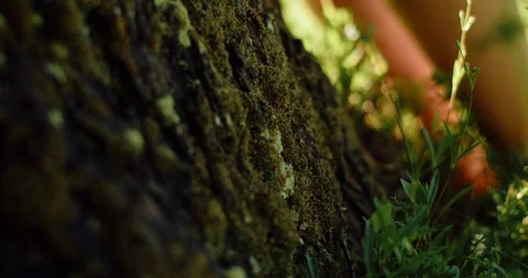 A close up of a barefoot feeling the texture of a tree Video stock 126148463