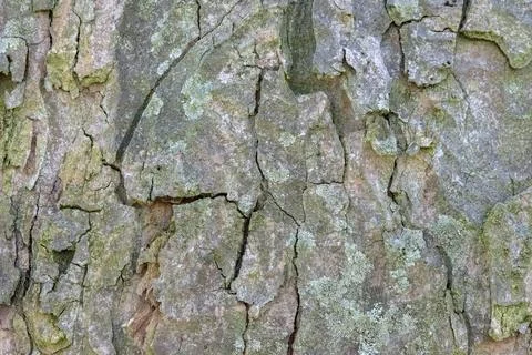 Close Up Bark Of A Acer Pseudoplatanus Tree At Amsterdam The Netherlands 5-.. Stock Photos