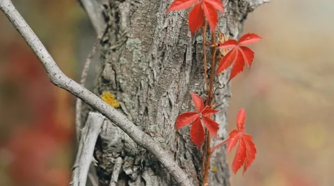 Close Up Of The Bark Autumn Tree Stock Footage 48828072