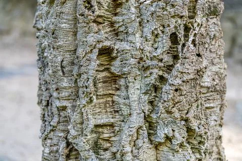 Close up of the bark of a balsa tree. Old tree, many years old. Texture. Stock Photos