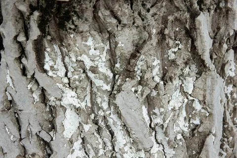 Close up of a bark, bark of a tree, hd texture of a bark Stock-Fotos