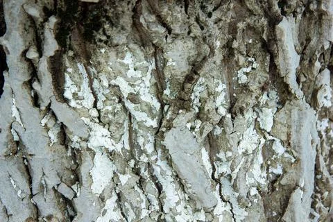 Close up of a bark, bark of a tree, hd texture of a bark Stock Photos