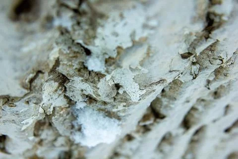 Close up of a bark, bark of a tree, hd texture of a bark Stock Photos