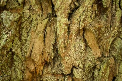 Close-up of a bark from a big tree Foto stock